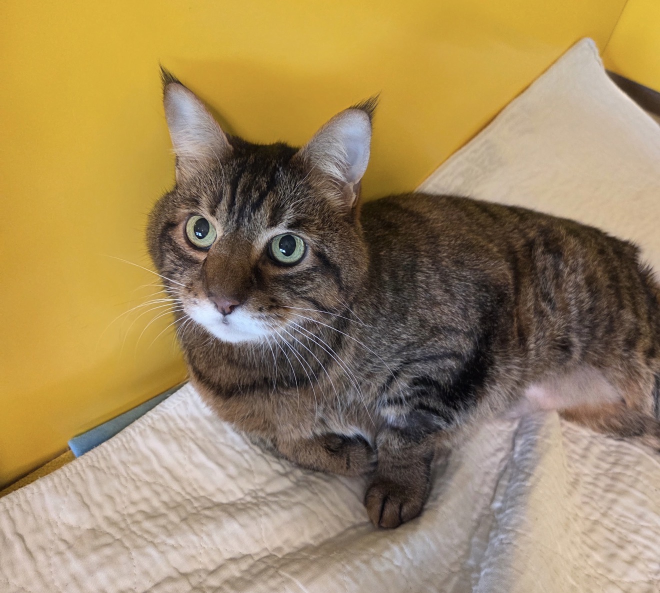 Enzo, a green-eyed brown tabby cat, resting comfortably on a soft cream blanket